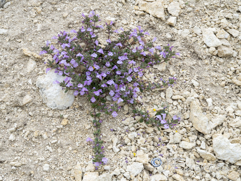 Acinos alpinus.21