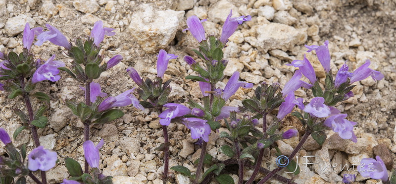 Acinos alpinus.23