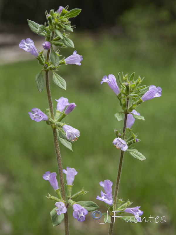 Acinos alpinus.24
