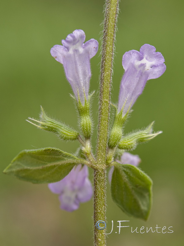 Acinos alpinus.26