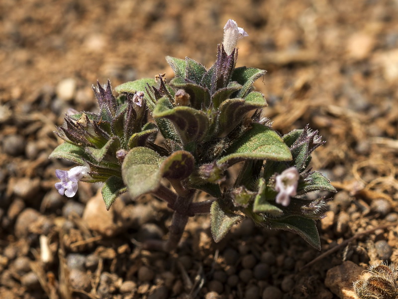 Acinos rotundifolius.01