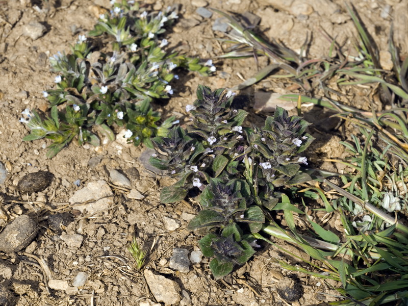 Acinos rotundifolius.02