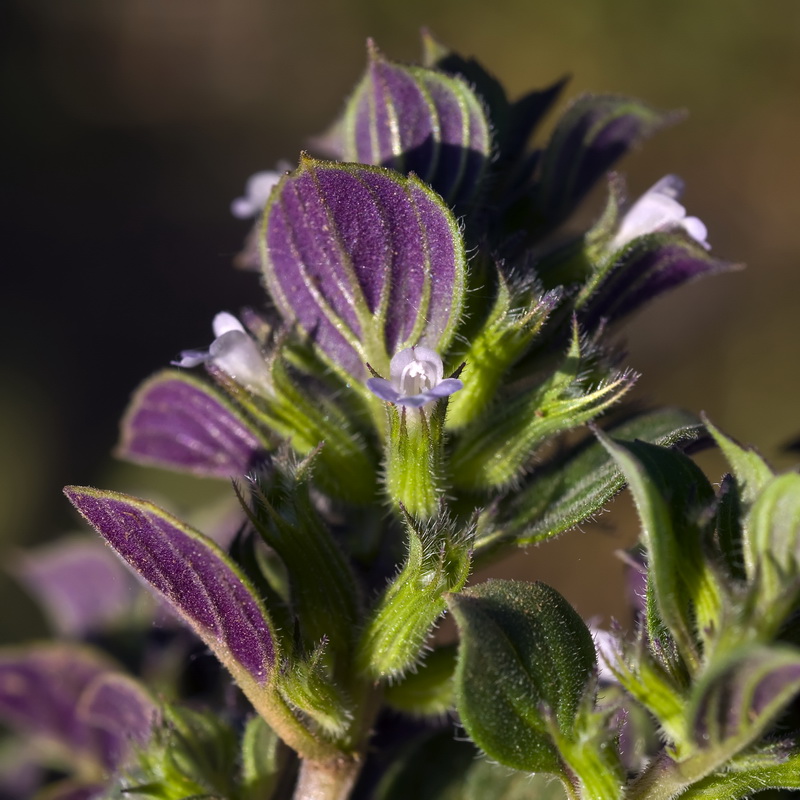 Acinos rotundifolius.03