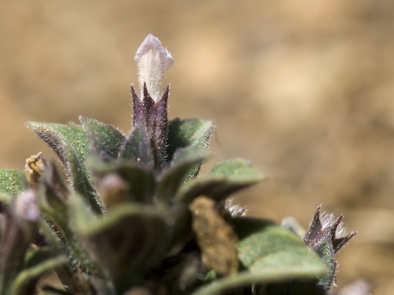 Acinos rotundifolius.06