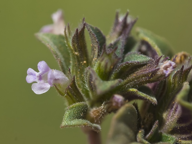 Acinos rotundifolius.09