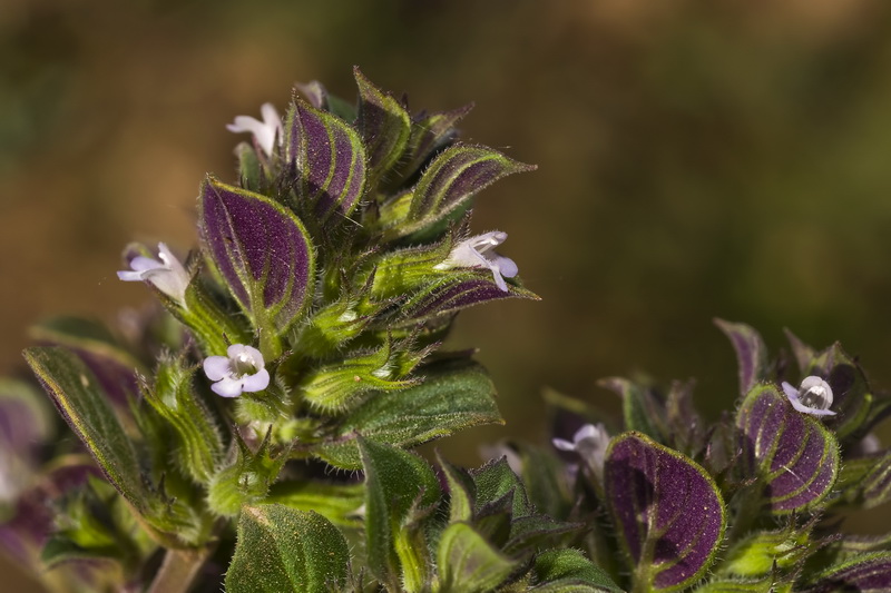 Acinos rotundifolius.13