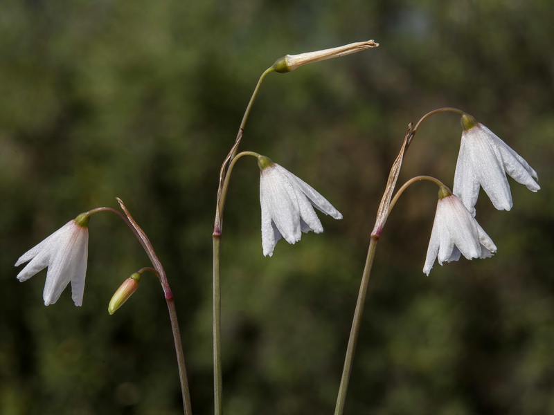 Acis autumnalis.19