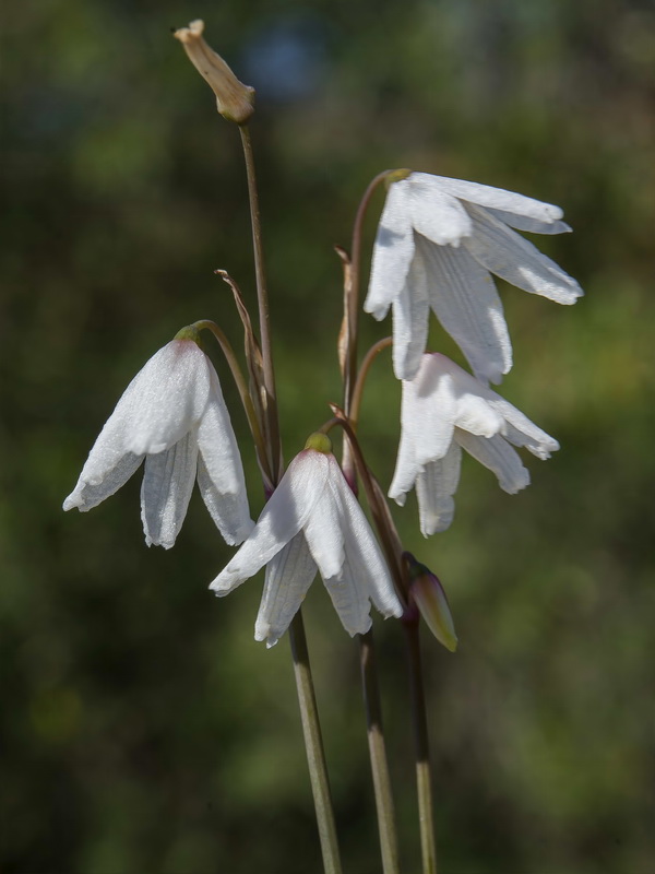 Acis autumnalis.20