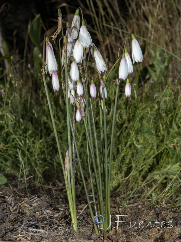 Acis trichophylla.01