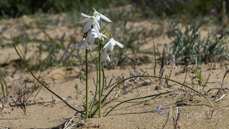 Acis trichophylla.06