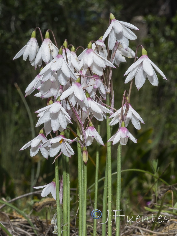 Acis trichophylla.08