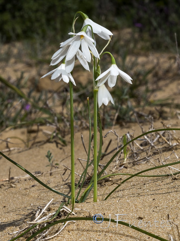 Acis trichophylla.09