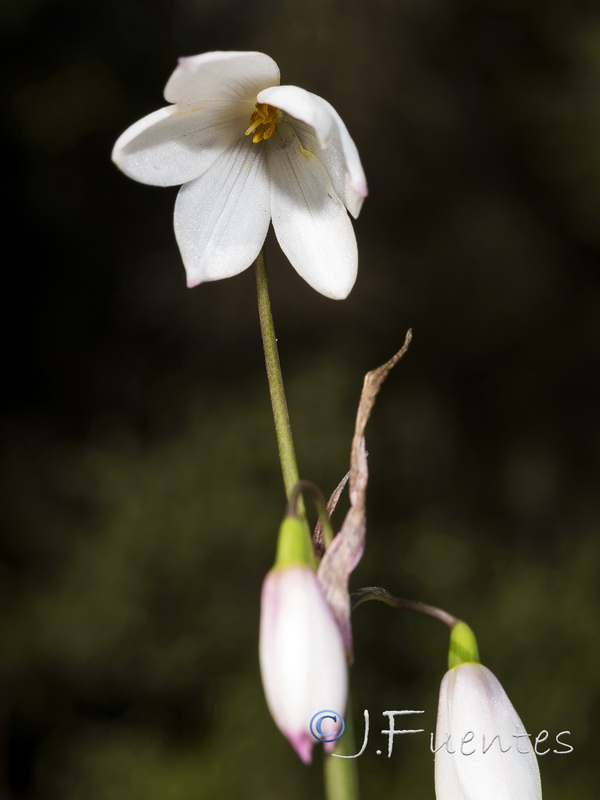Acis trichophylla.10