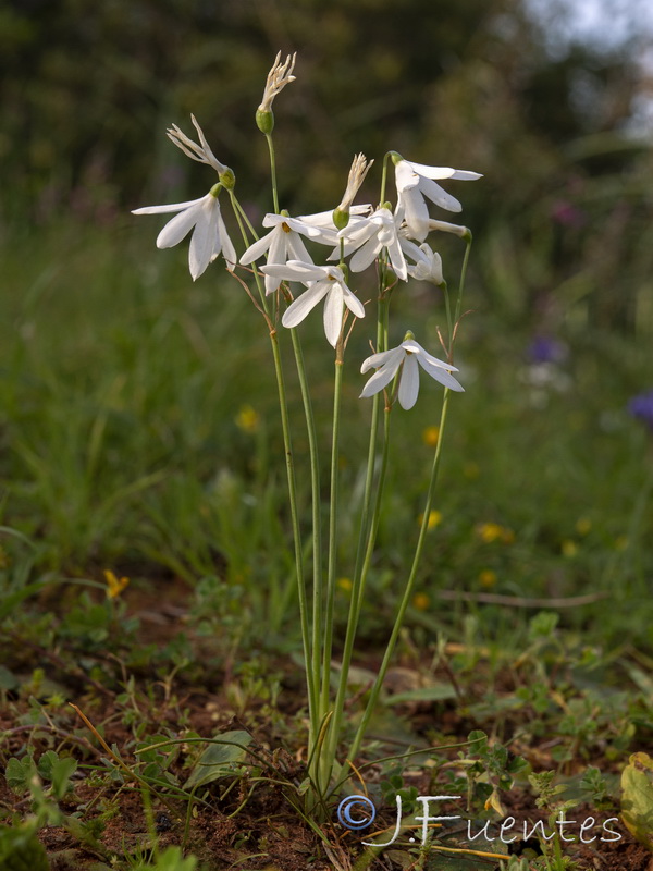 Acis trichophylla.07