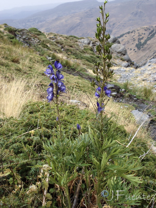 Aconitum burnatii.02