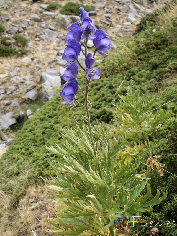 Aconitum burnatii.03
