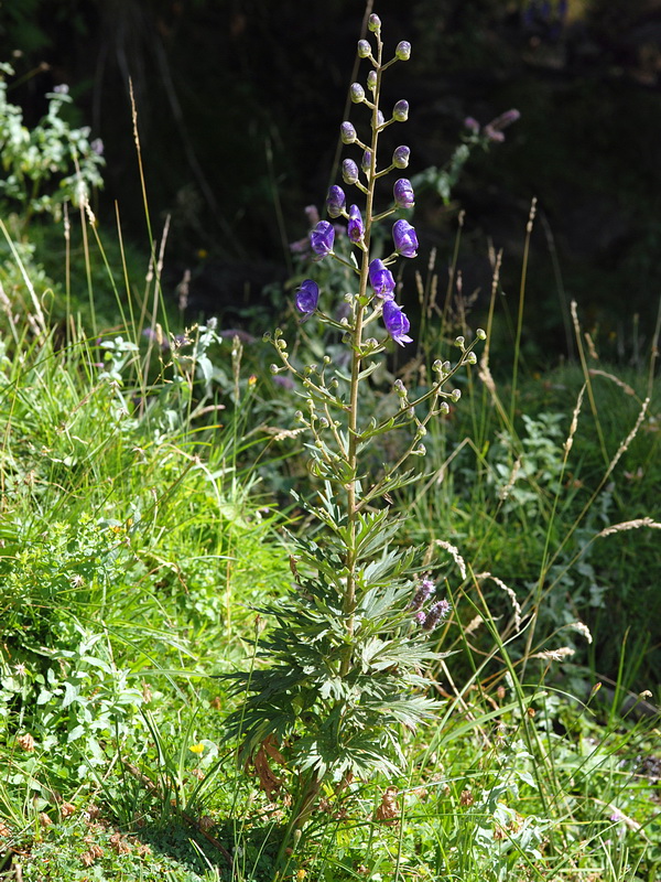 Aconitum burnatii.04