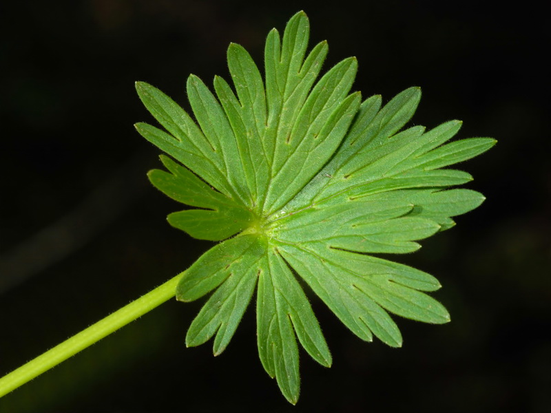Aconitum burnatii.05