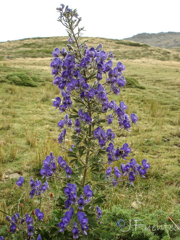 Aconitum burnatii.06