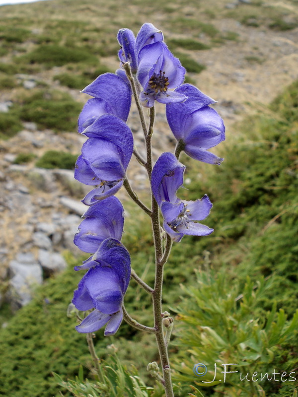 Aconitum burnatii.08