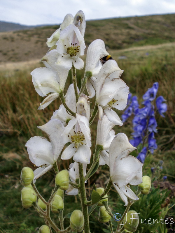 Aconitum burnatii.11