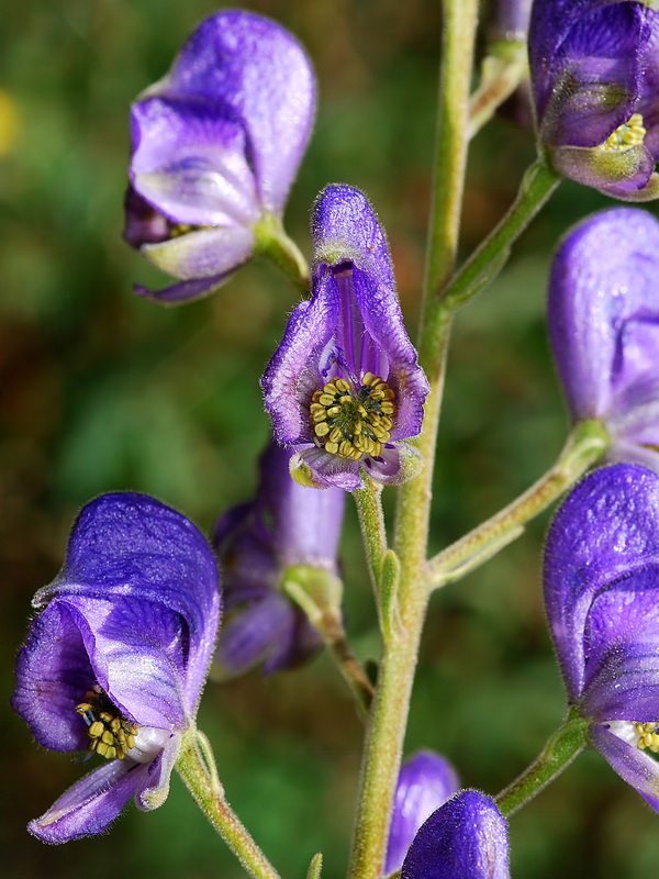 Aconitum burnatii.12