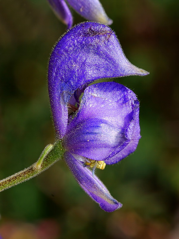 Aconitum burnatii.14