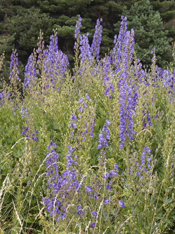 Aconitum burnatii.18
