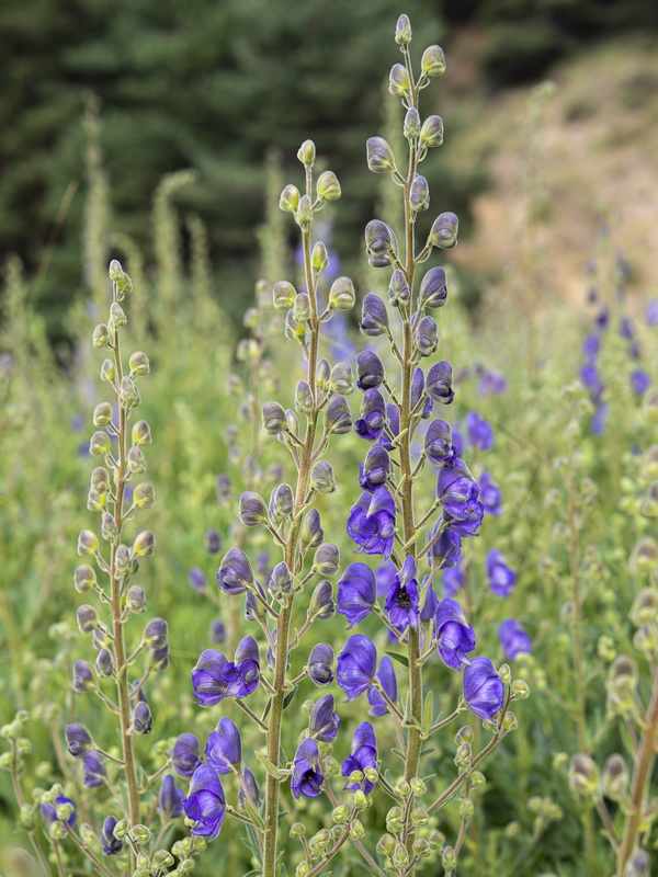 Aconitum burnatii.19