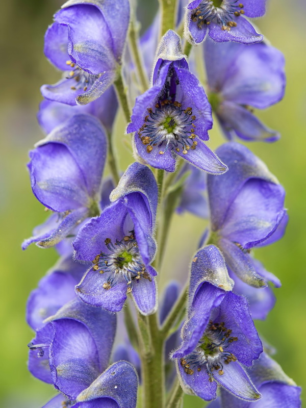 Aconitum burnatii.20