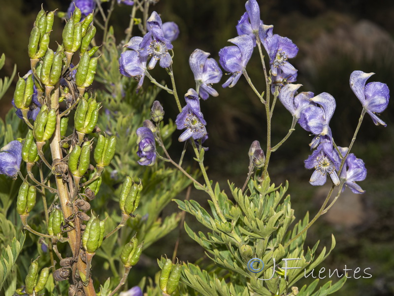 Aconitum burnatii.26