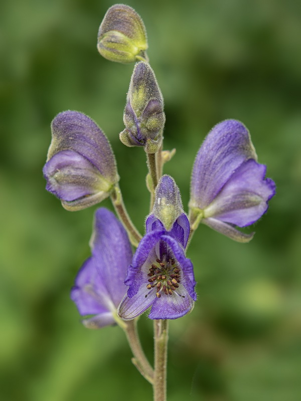 Aconitum burnatii.12