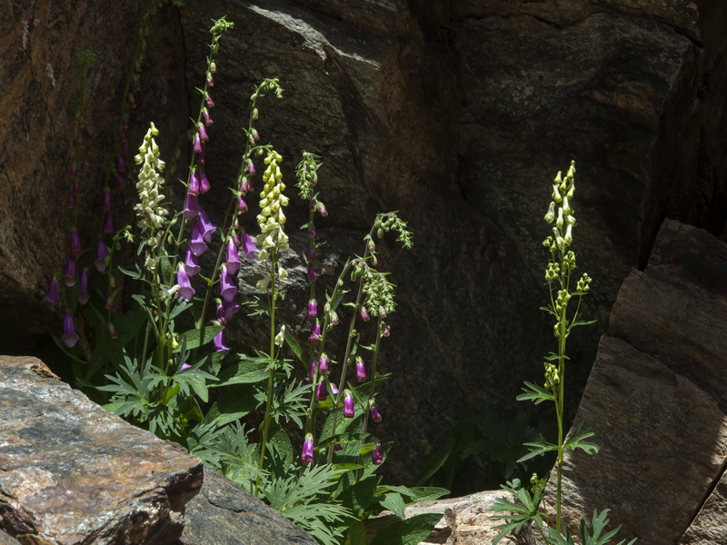 Aconitum lycoctonum lycoctonum.01