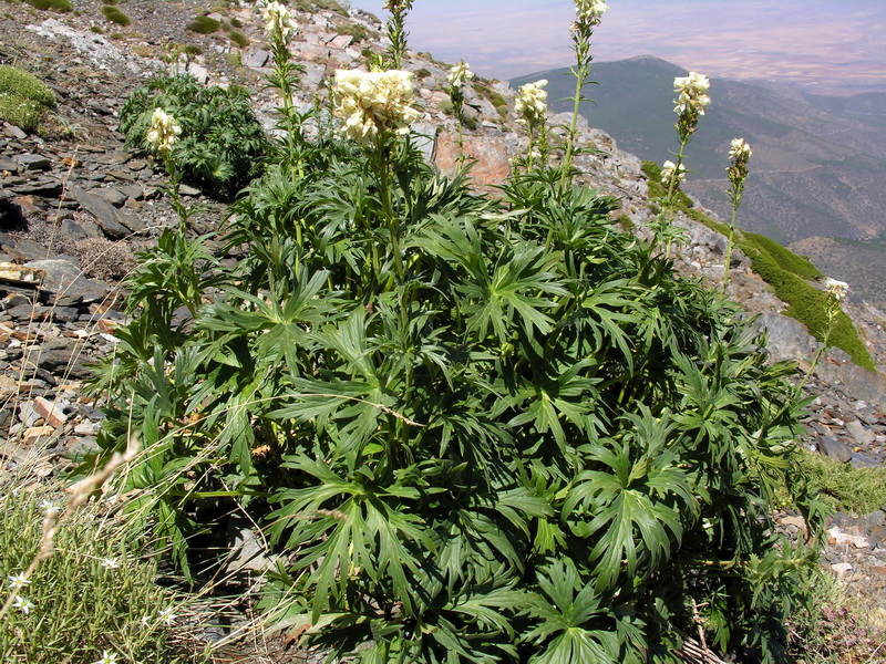 Aconitum lycoctonum lycoctonum.03