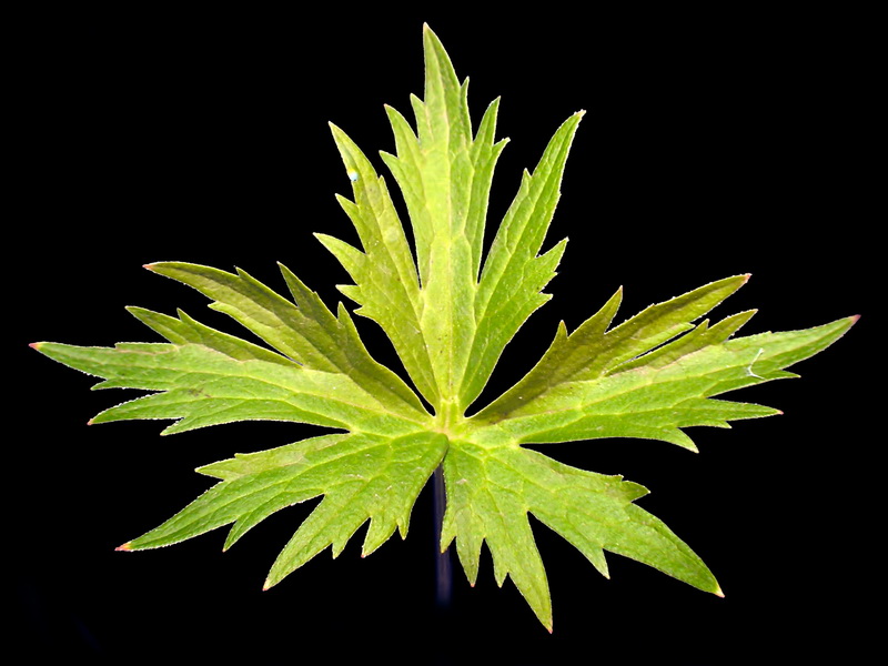 Aconitum lycoctonum lycoctonum.04
