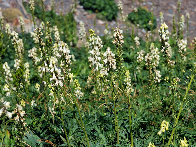Aconitum lycoctonum lycoctonum.06