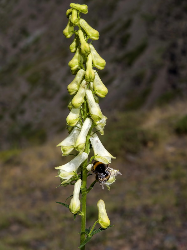 Aconitum lycoctonum lycoctonum.08