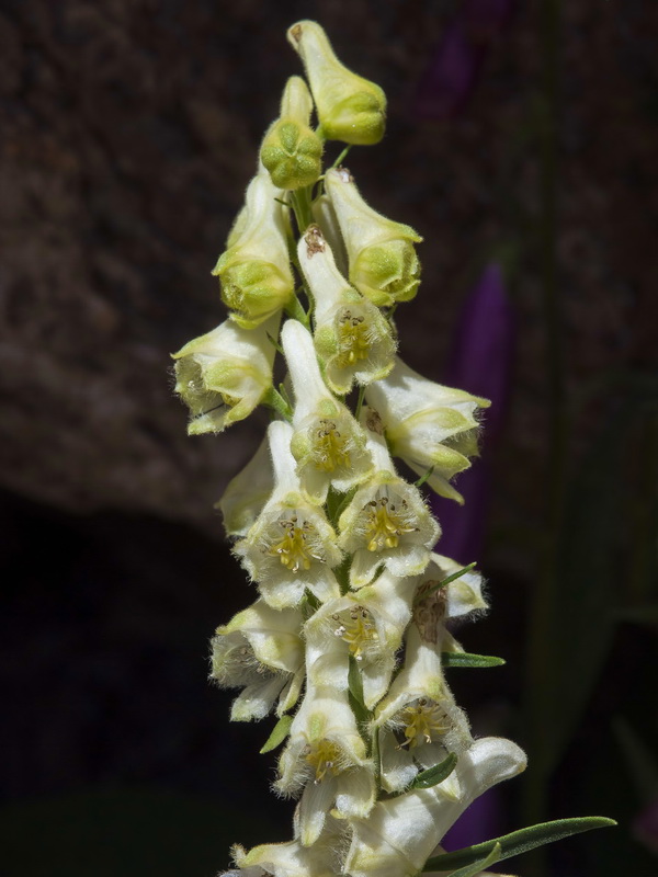Aconitum lycoctonum lycoctonum.12