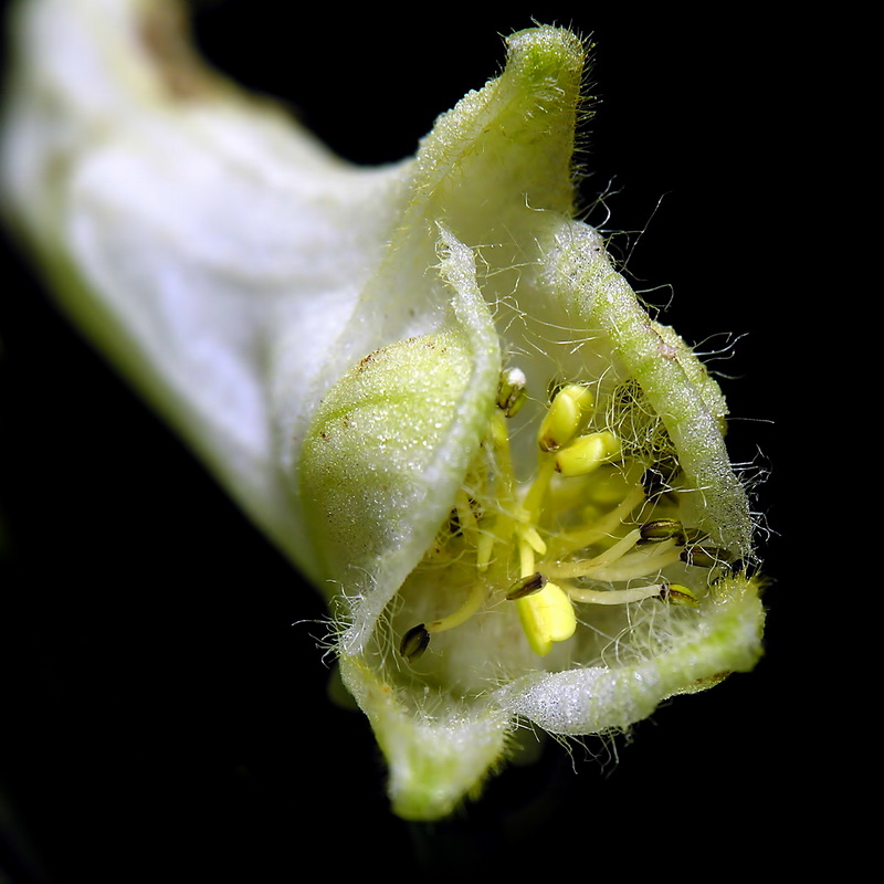 Aconitum lycoctonum lycoctonum.15