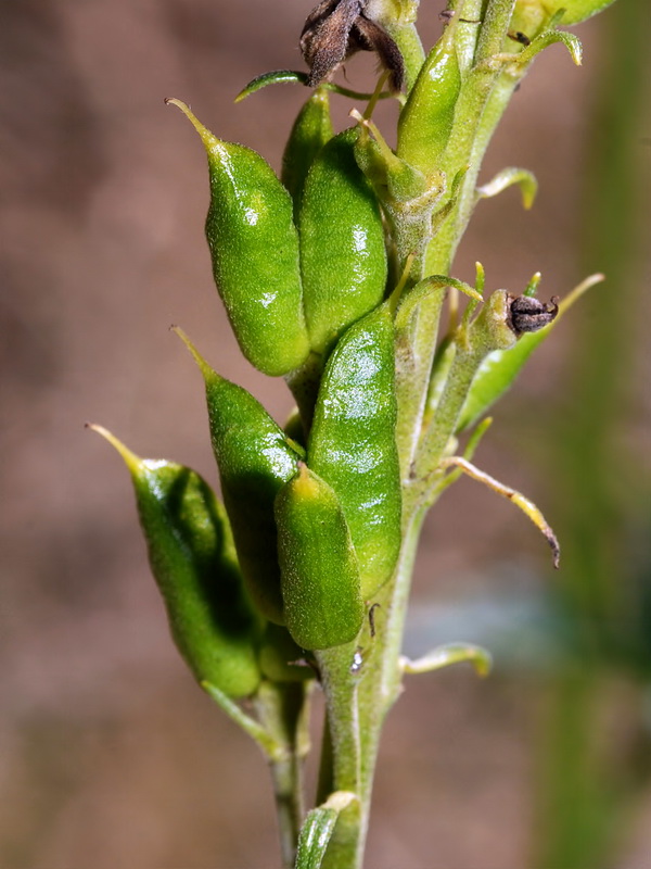 Aconitum lycoctonum lycoctonum.20