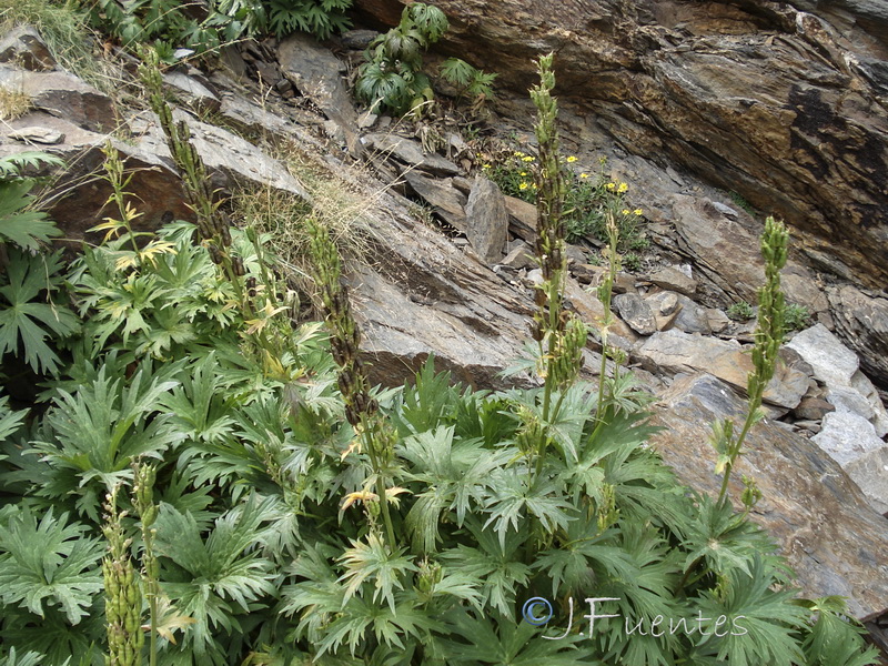 Aconitum lycoctonum lycoctonum.24