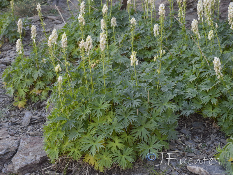 Aconitum vulparia neapolitanum.28
