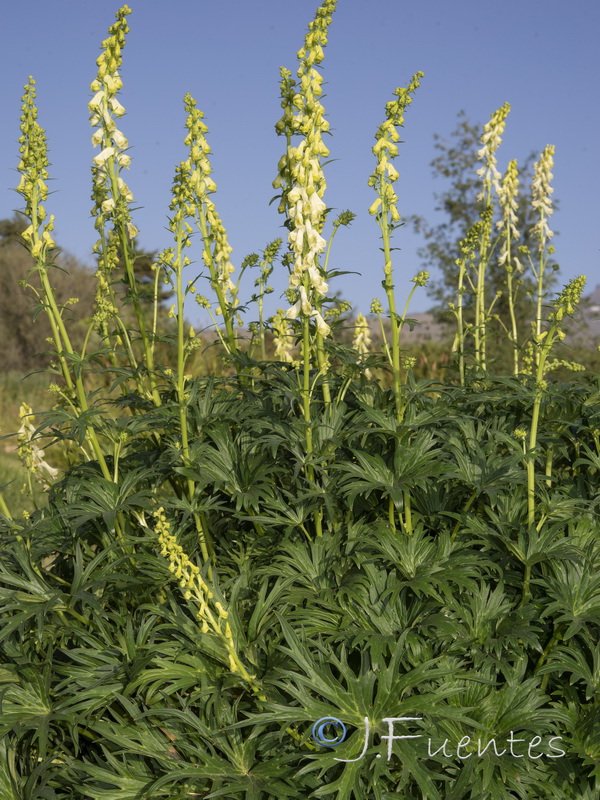Aconitum vulparia neapolitanum.29