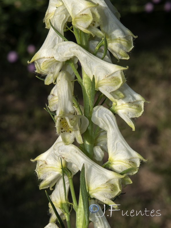 Aconitum vulparia neapolitanum.31