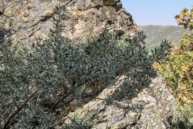 Adenocarpus argyrophyllus.01