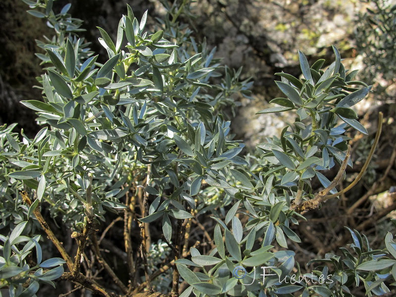 Adenocarpus argyrophyllus.02