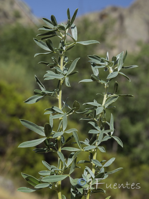 Adenocarpus argyrophyllus.03