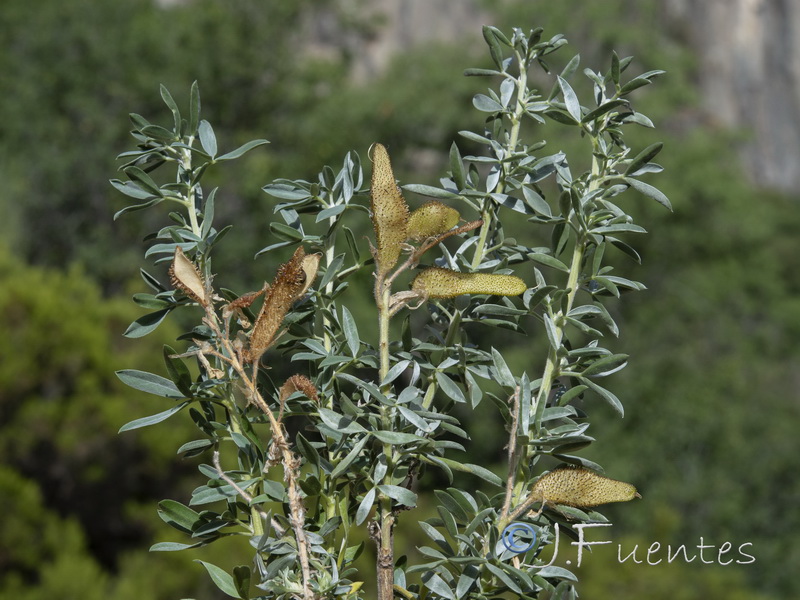 Adenocarpus argyrophyllus.04