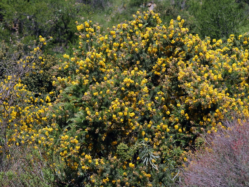 Adenocarpus decorticans.02
