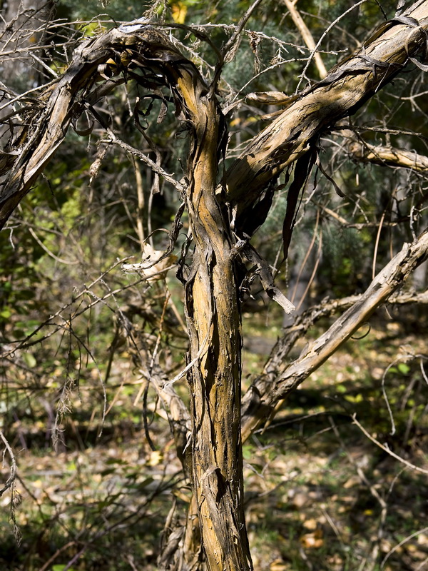 Adenocarpus decorticans.03